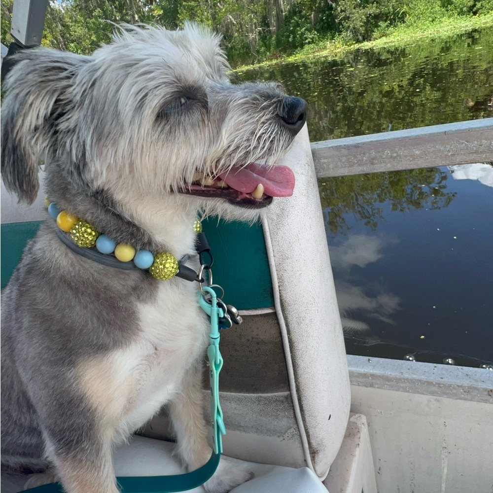 Designer Dog Necklaces